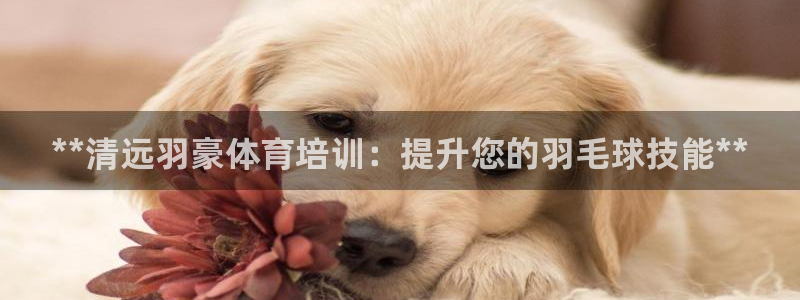 耀世集团王大聪：**清远羽豪体育培训：提升您的羽毛球